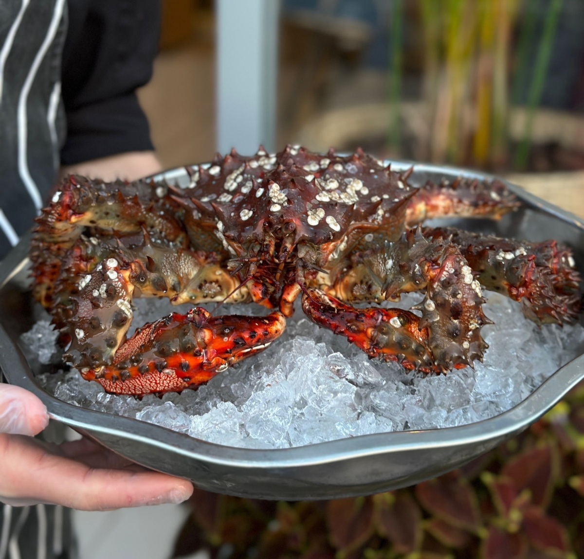 MEDUZA Seafood & Wine